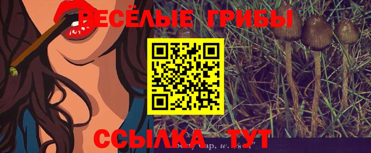 Дивногорск  Псилоцибиновые грибы Psilocybe  Вход с VPN 
